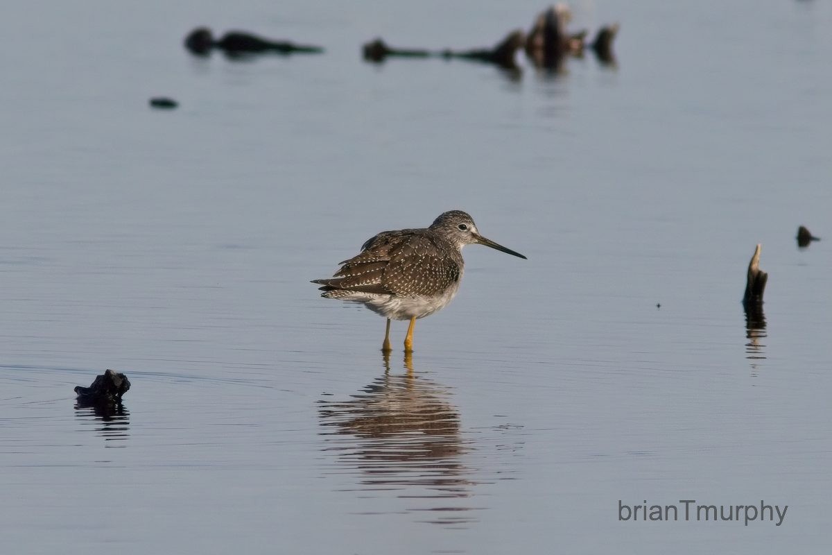 Greater Yellowlegs - Brian Murphy