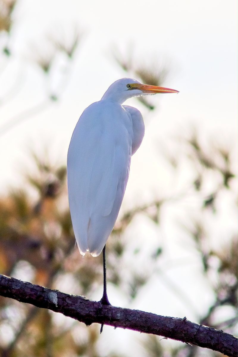 Great Egret - Brian Murphy