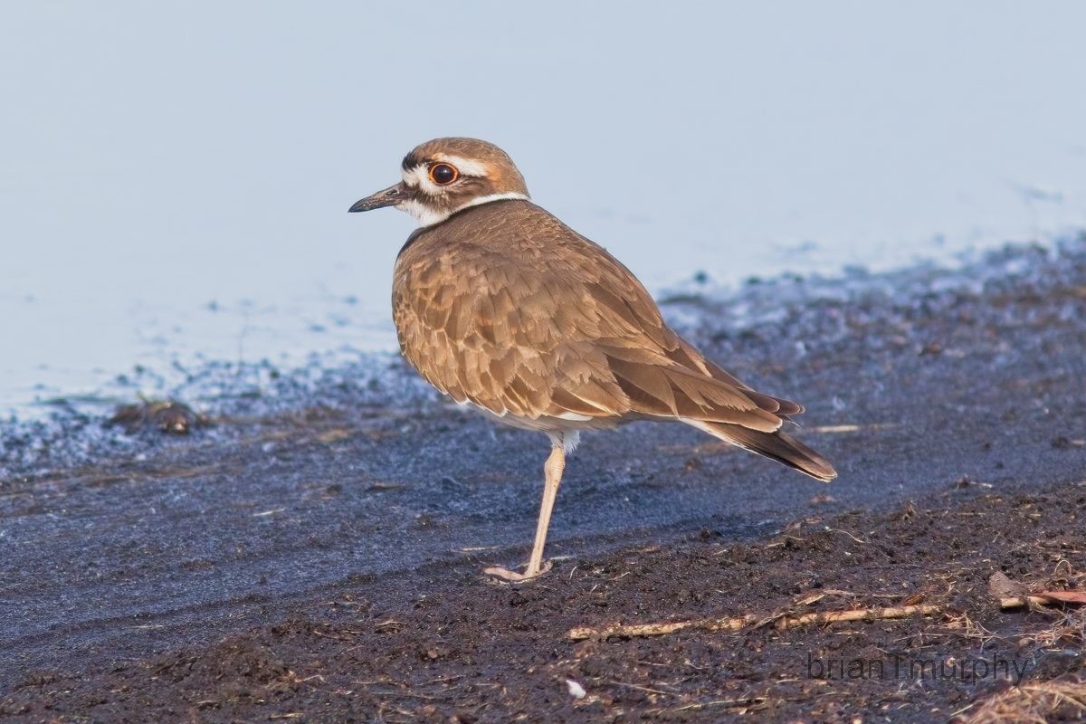 Killdeer - Brian Murphy