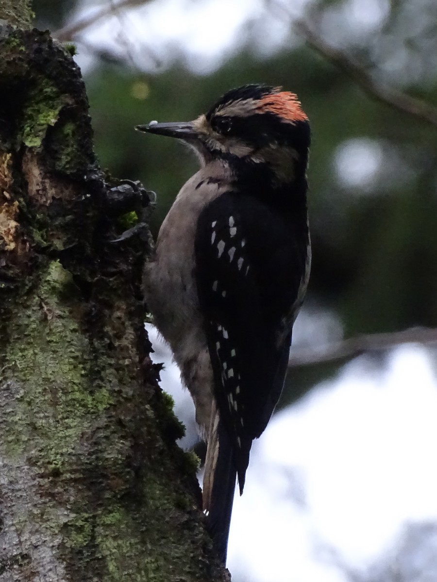 Downy Woodpecker - Cathi Bower