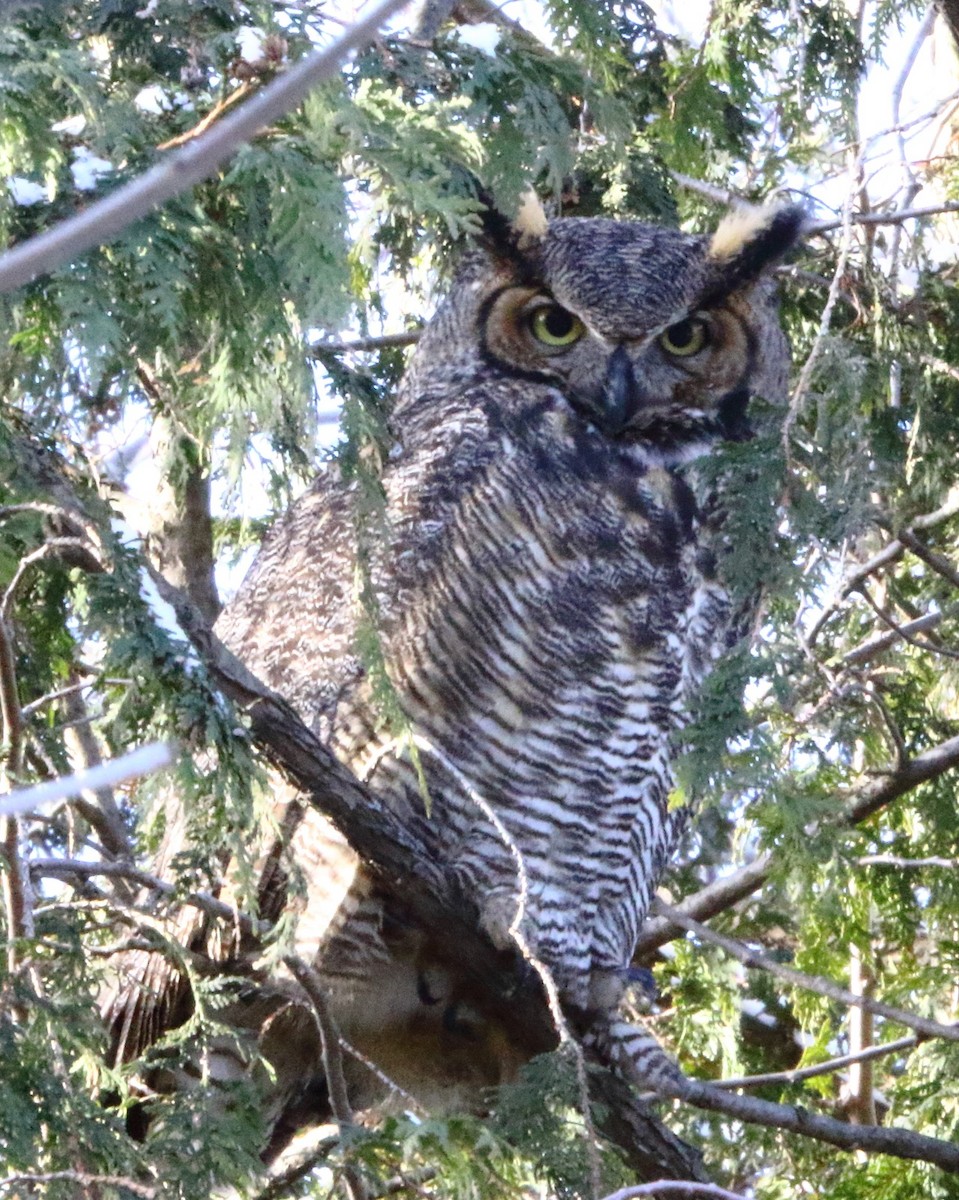 Great Horned Owl - ML398191261