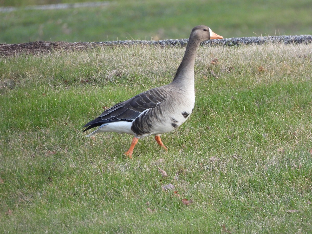 Greater White-fronted Goose - ML398191821