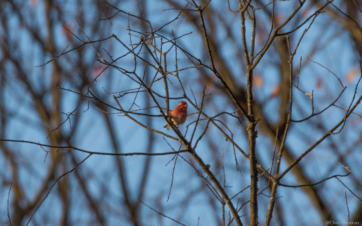 Purple Finch - ML39819371