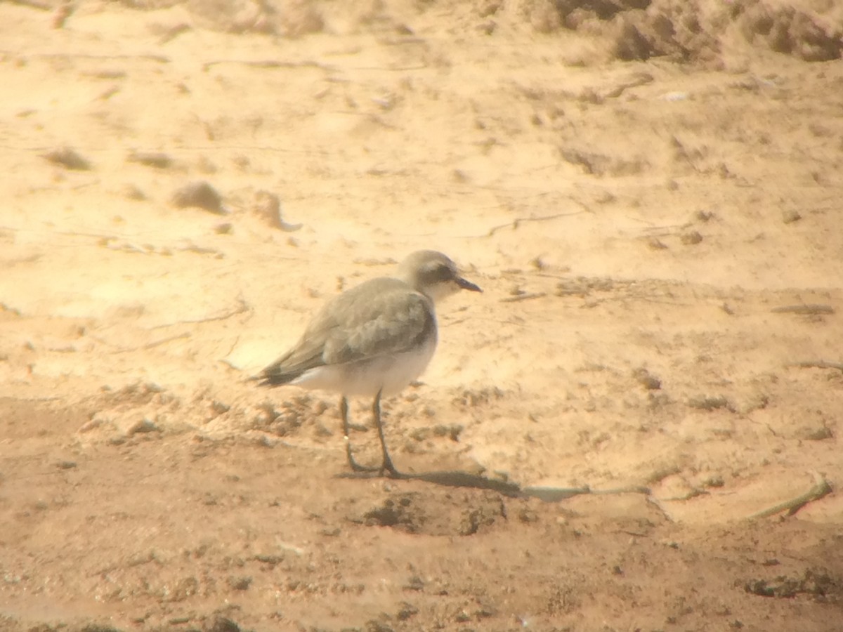 Siberian Sand-Plover - Michael Novak