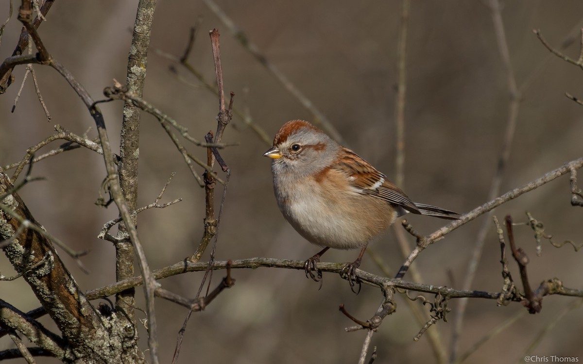 American Tree Sparrow - ML39819411