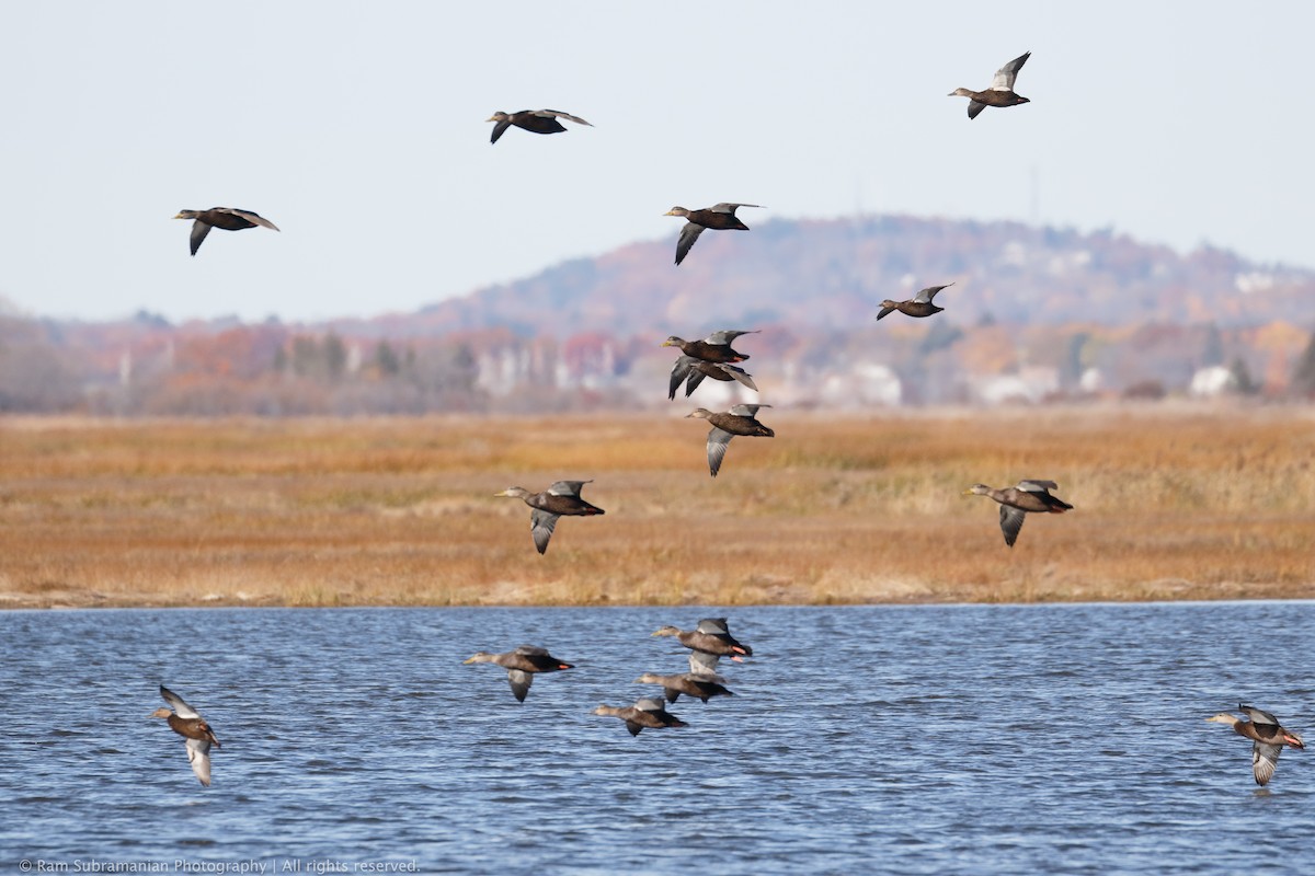 American Black Duck - ML39819421