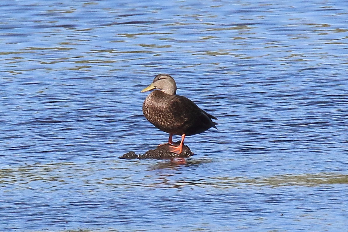 American Black Duck - Doug Beach