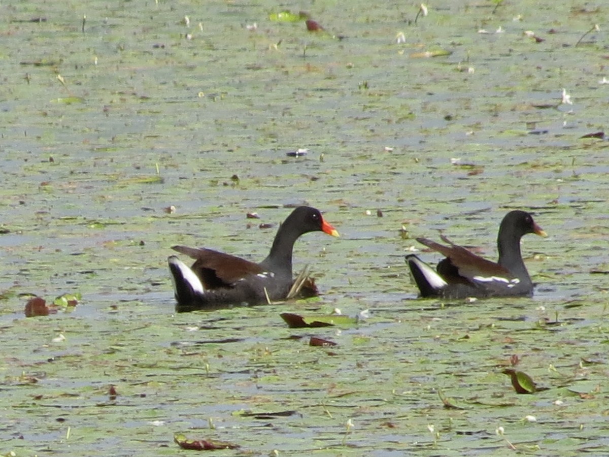 Common Gallinule - ML398195371