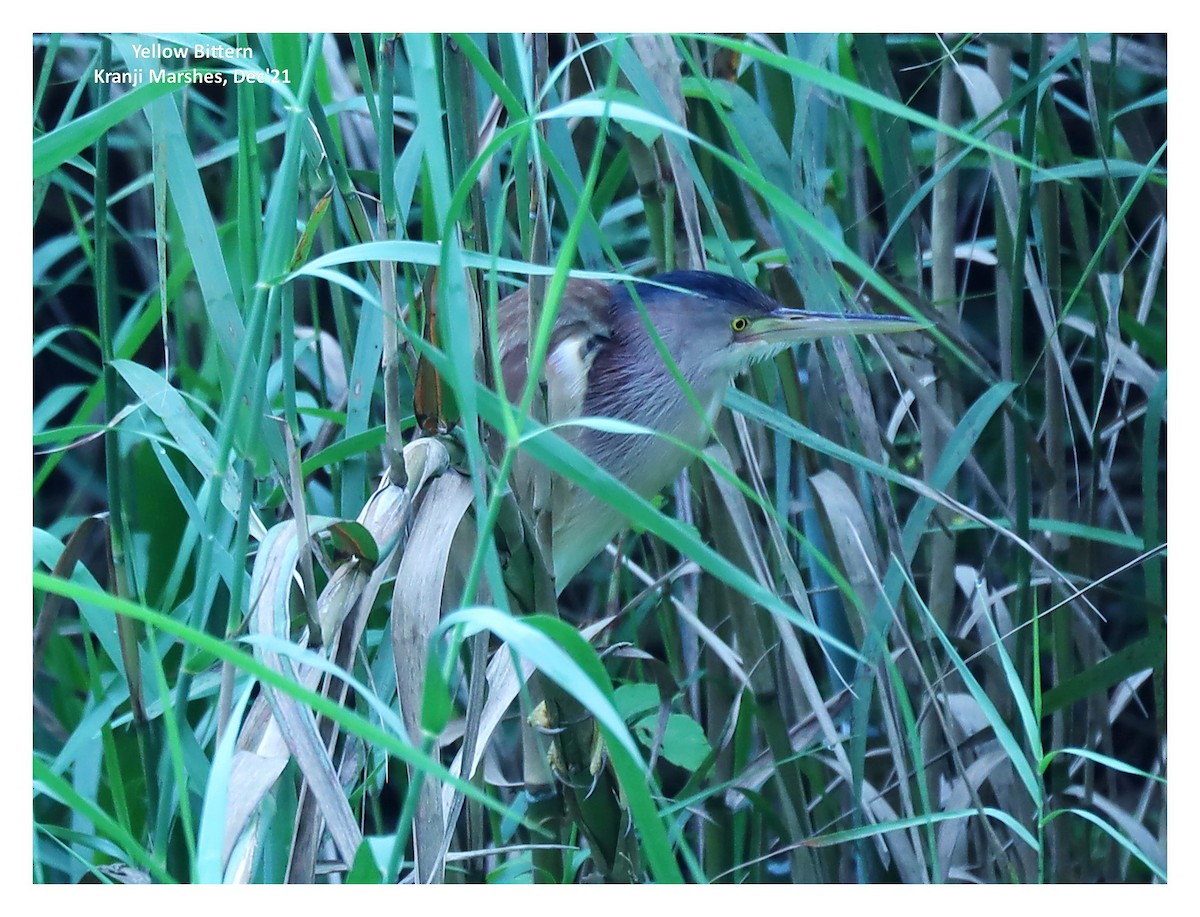 Yellow Bittern - ML398195711