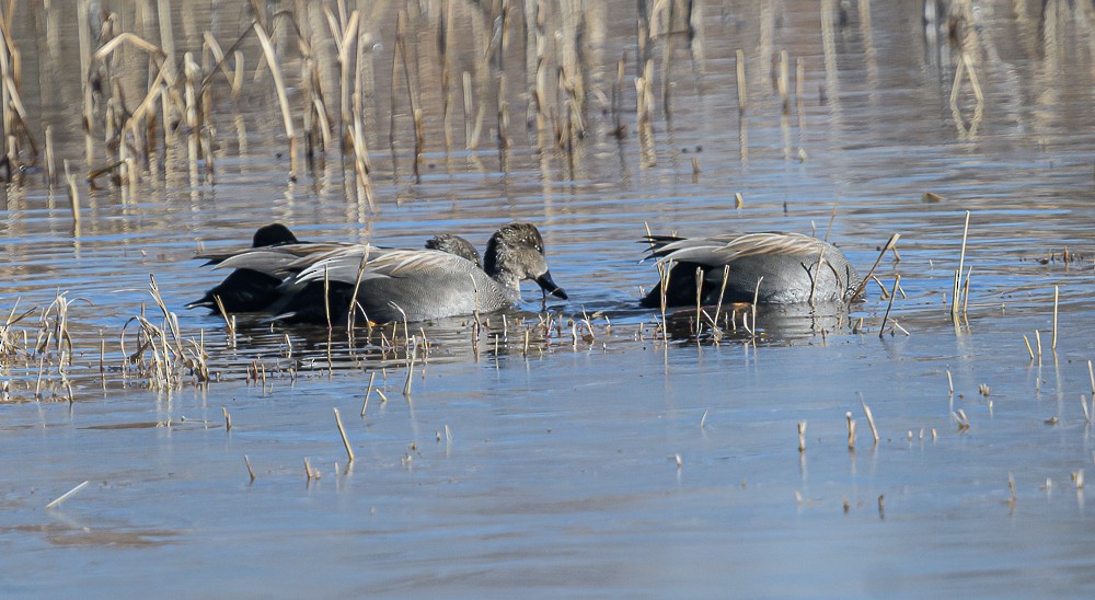 Gadwall - ML398196881