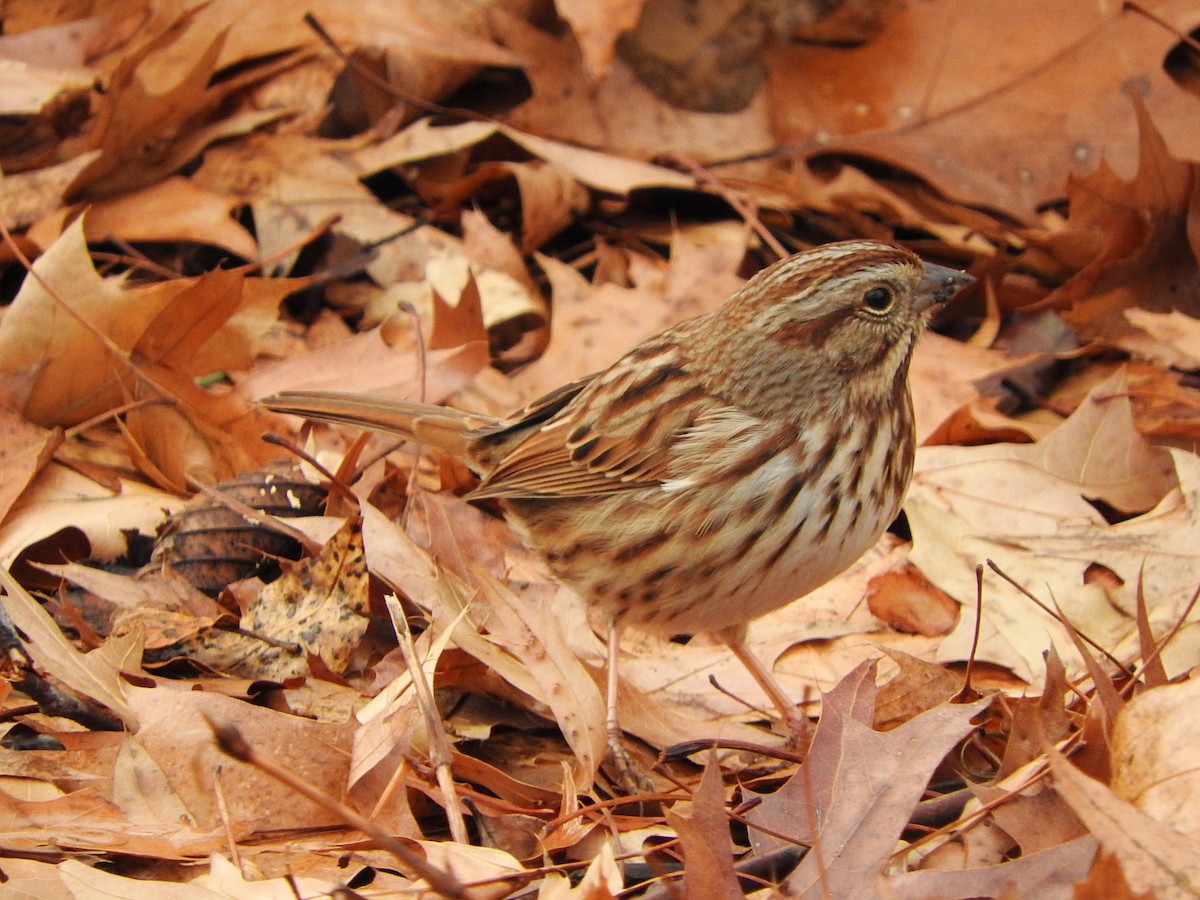 Song Sparrow - ML398198701