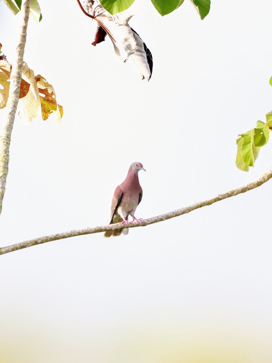 Pale-vented Pigeon - ML398199331