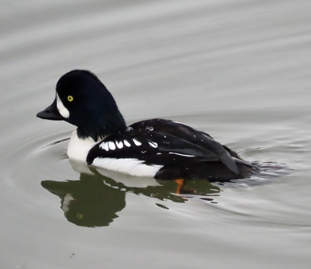 Barrow's Goldeneye - George Chrisman