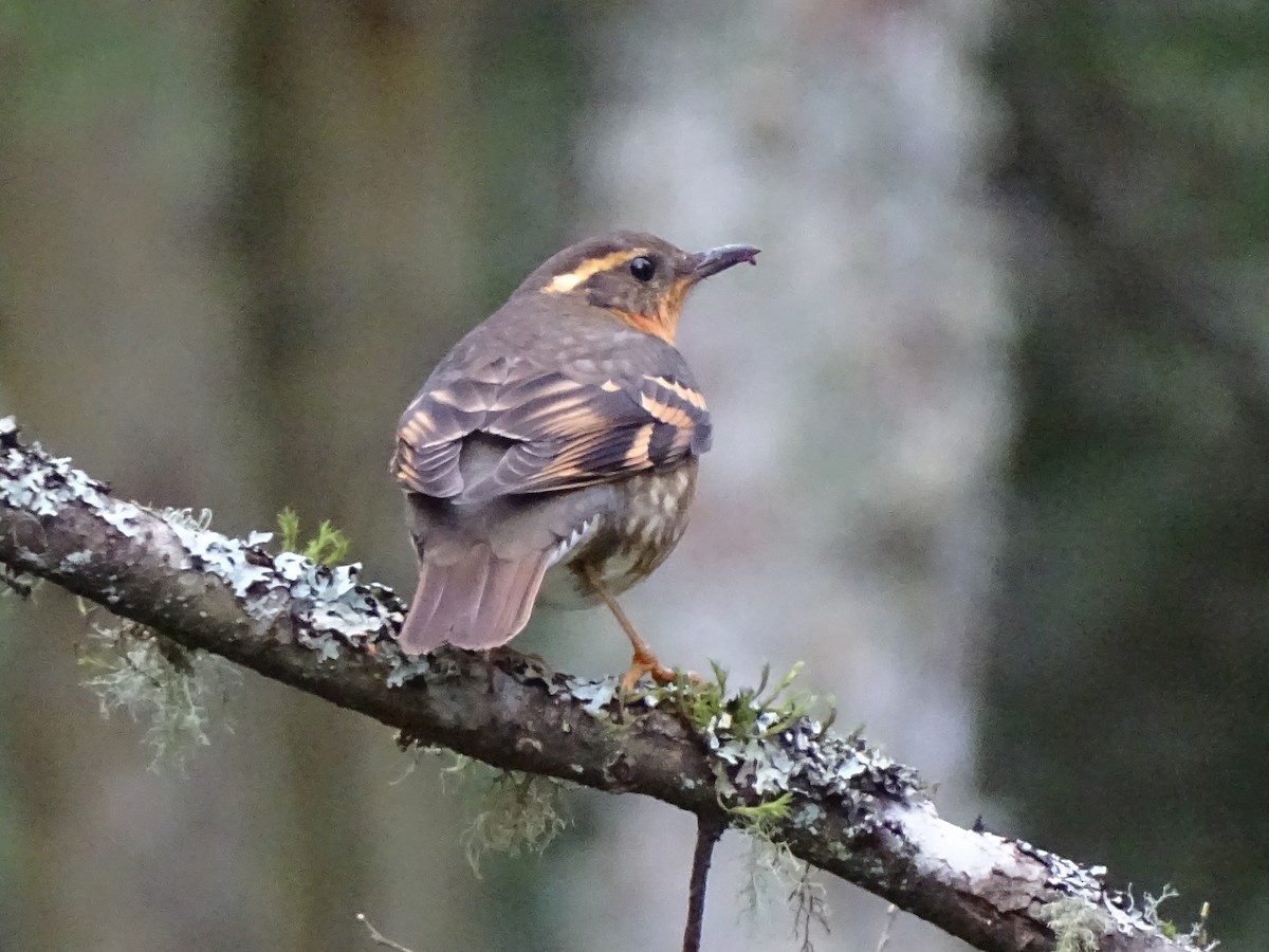 Varied Thrush - Cathi Bower