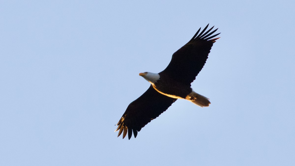 Bald Eagle - ML398199961