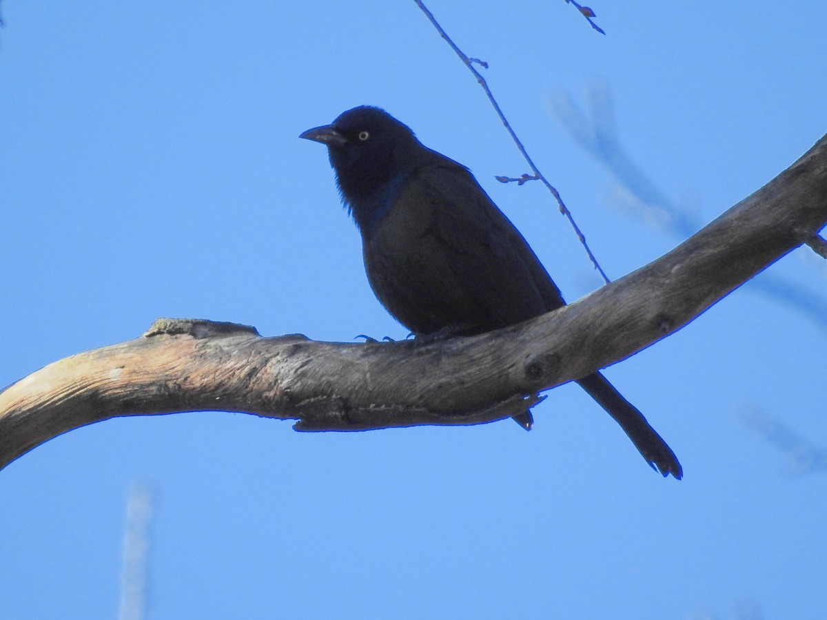 Common Grackle - ML398201361