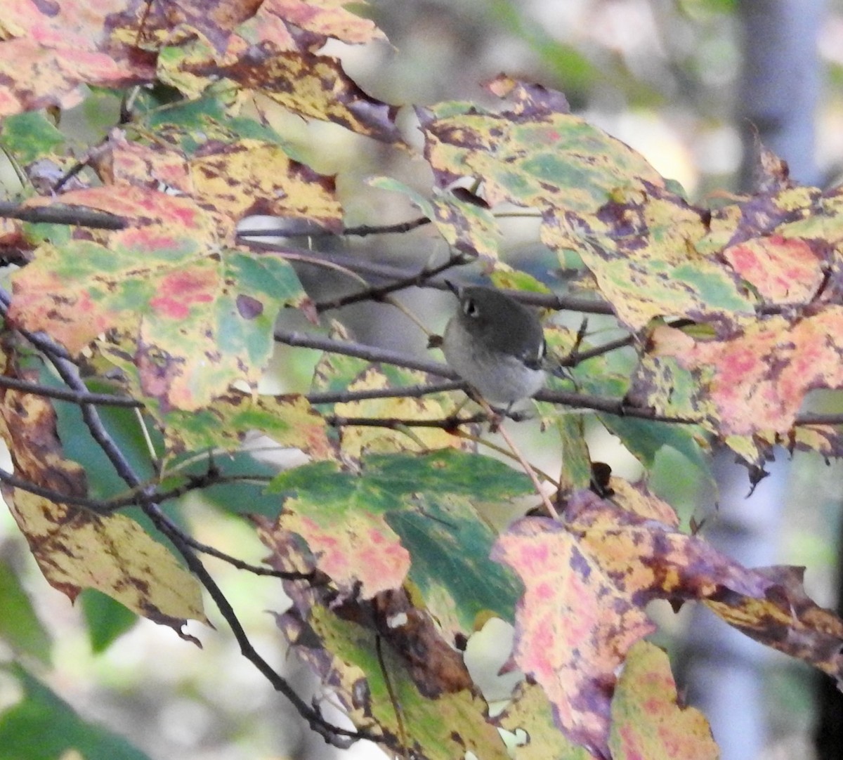 Ruby-crowned Kinglet - ML398202471