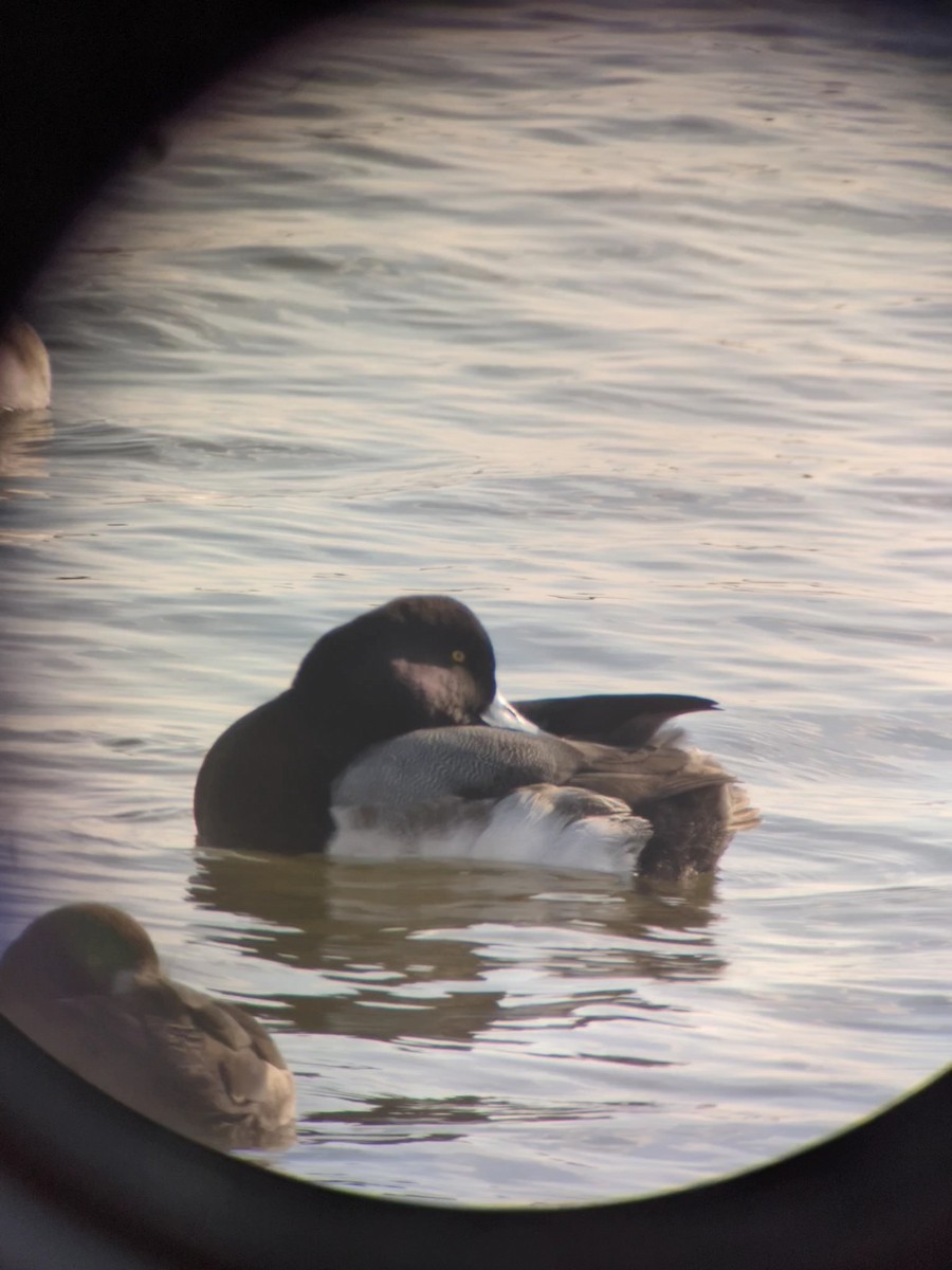 Greater Scaup - ML398202651
