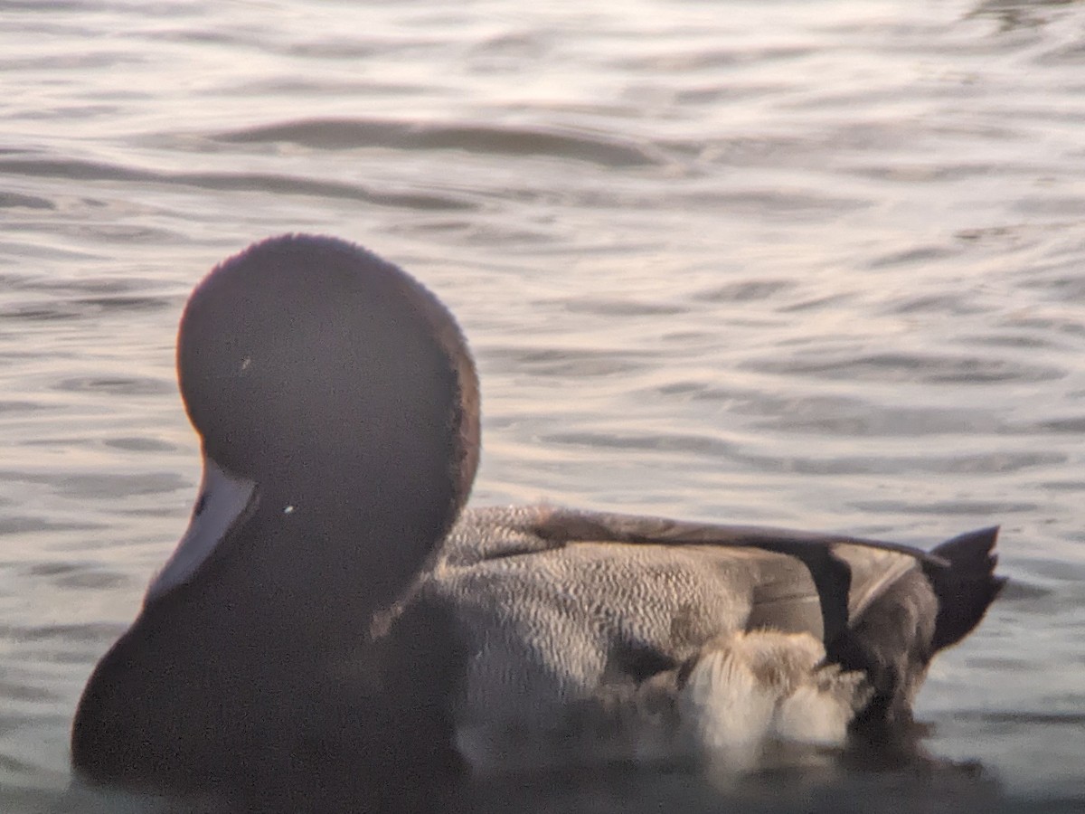 Greater Scaup - ML398202671