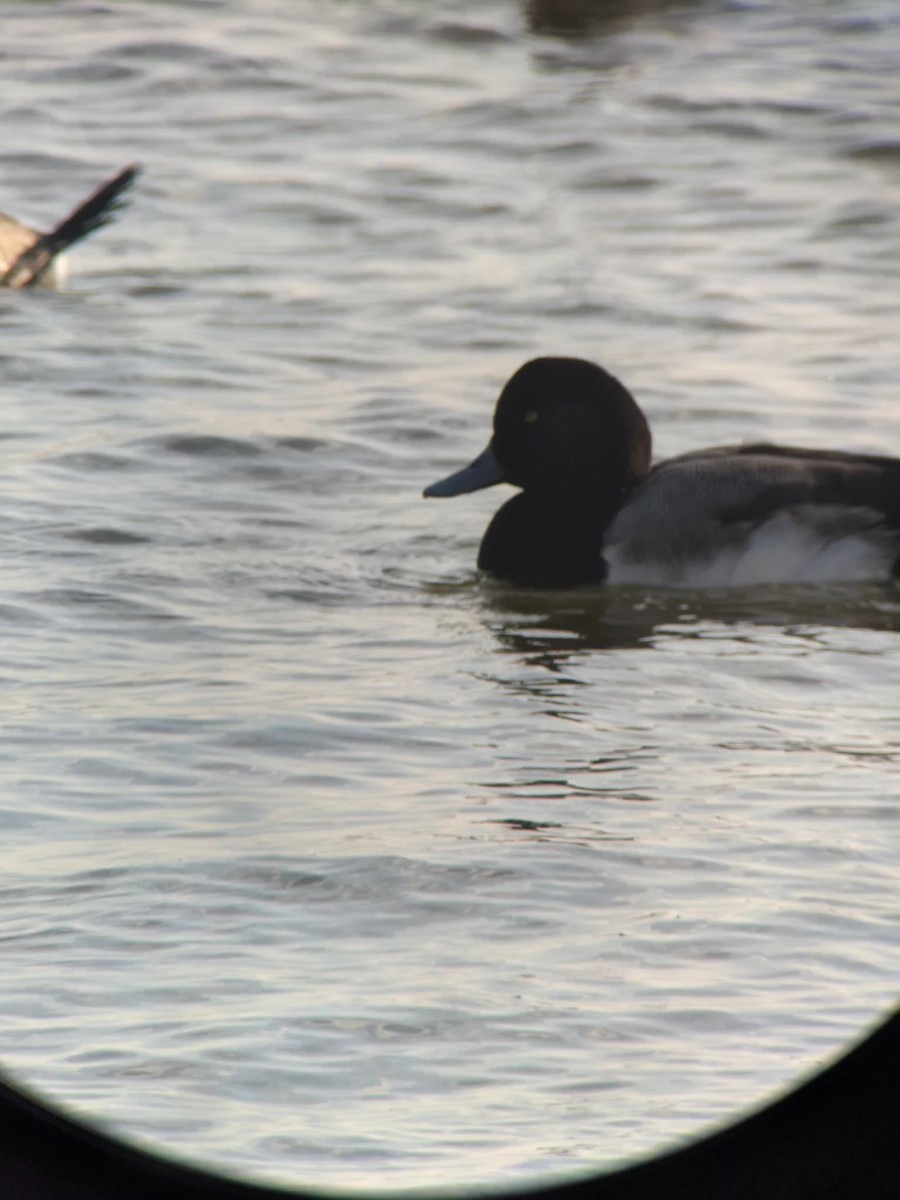 Greater Scaup - ML398203541
