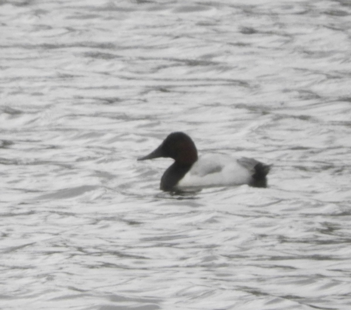 Canvasback - ML398204001