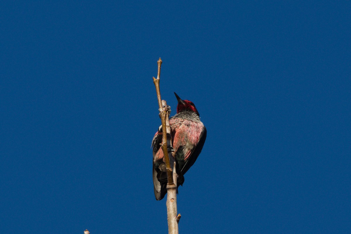 Lewis's Woodpecker - ML398204071