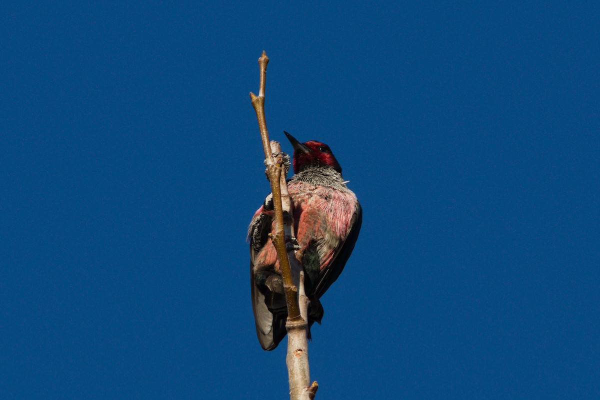 Lewis's Woodpecker - ML398204091