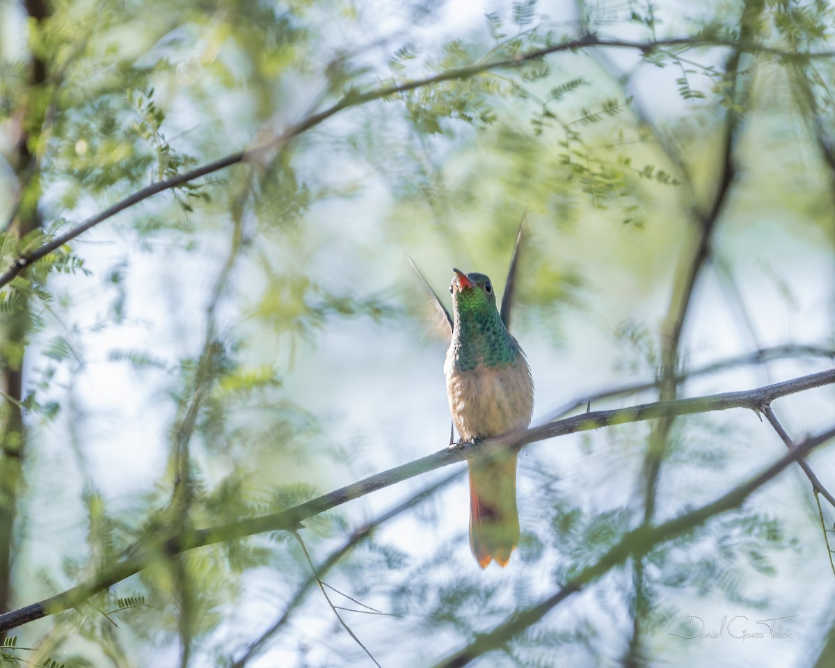 Buff-bellied Hummingbird - ML398204101