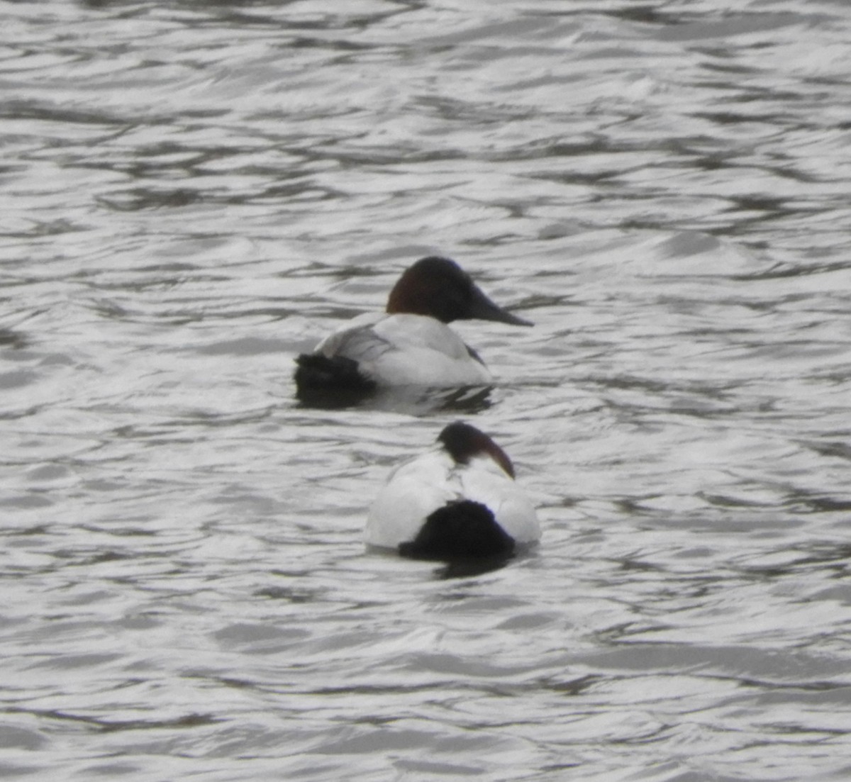 Canvasback - ML398204461