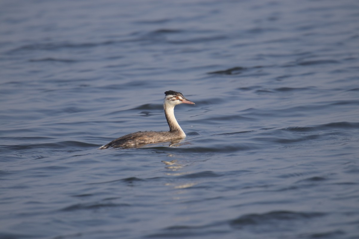 Great Crested Grebe - Tosh Vids