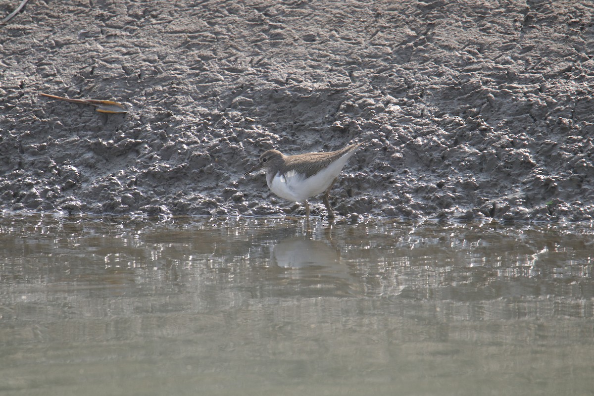 Common Sandpiper - Tosh Vids