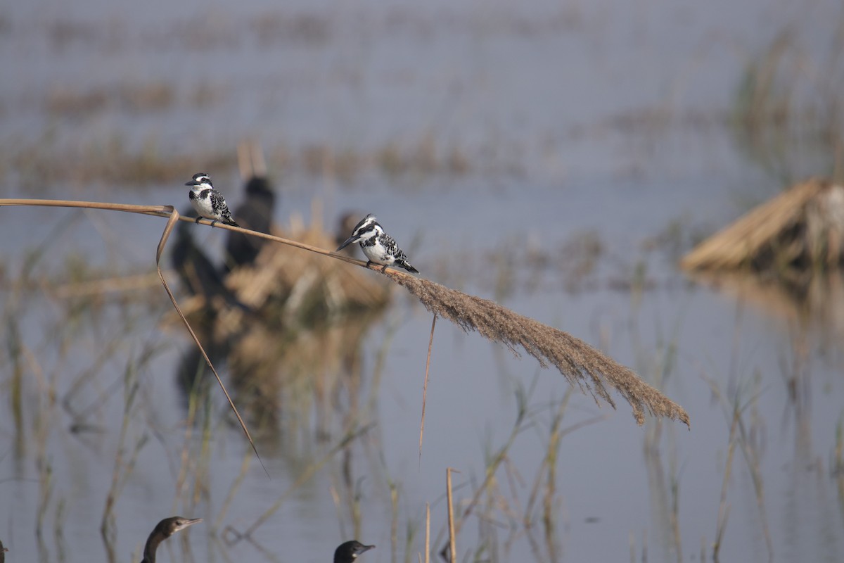 Pied Kingfisher - ML398206151