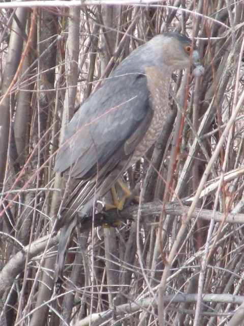 Cooper's Hawk - ML398207091