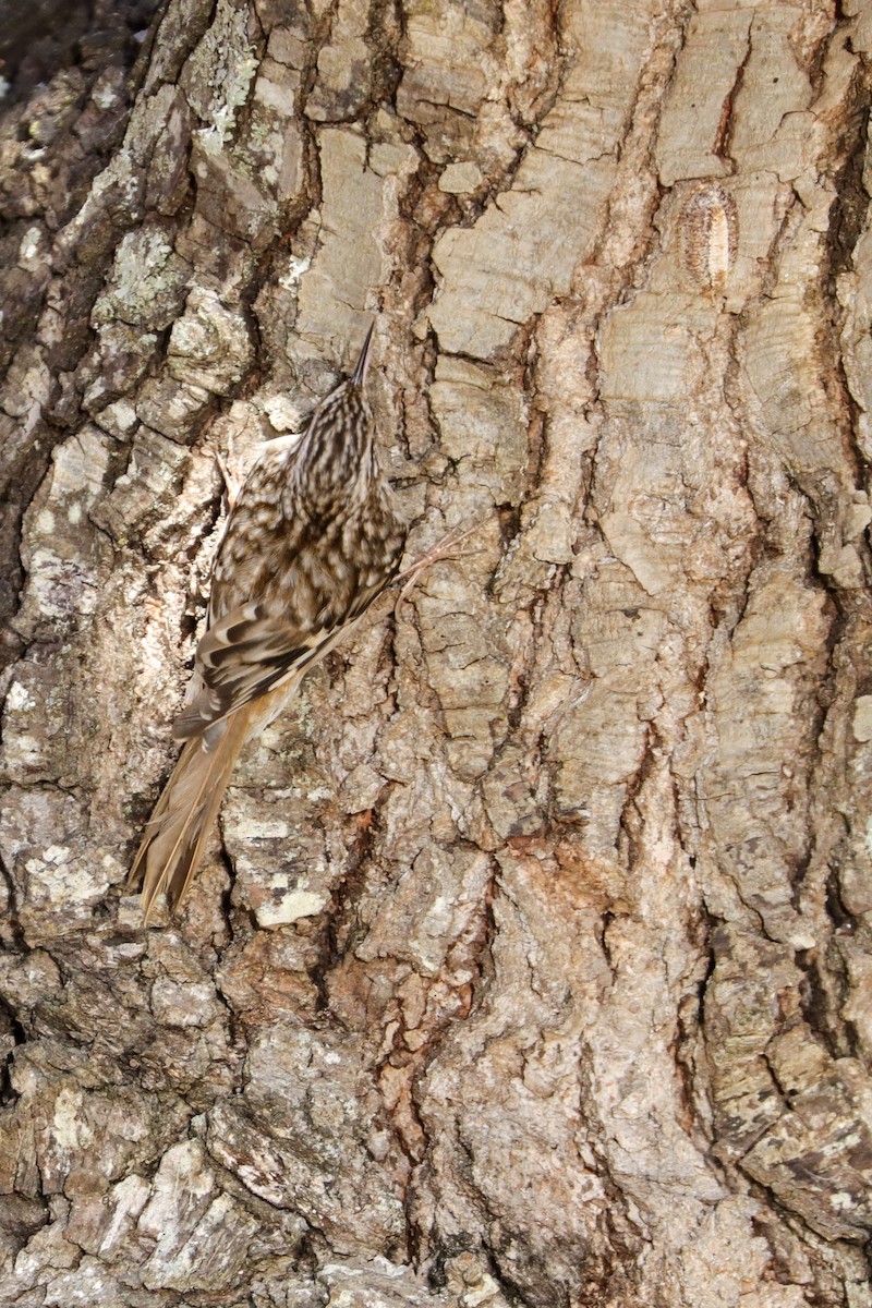 Brown Creeper - ML398208481