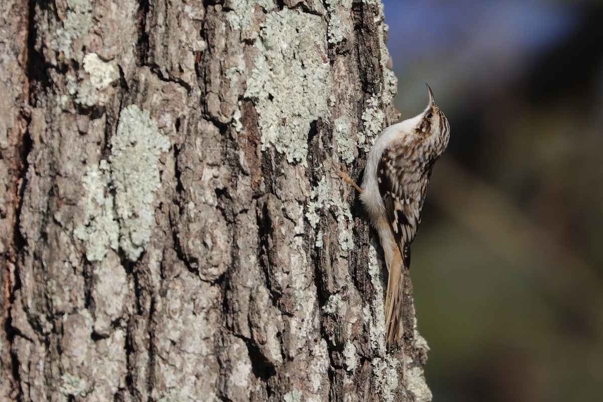 Brown Creeper - ML398208491