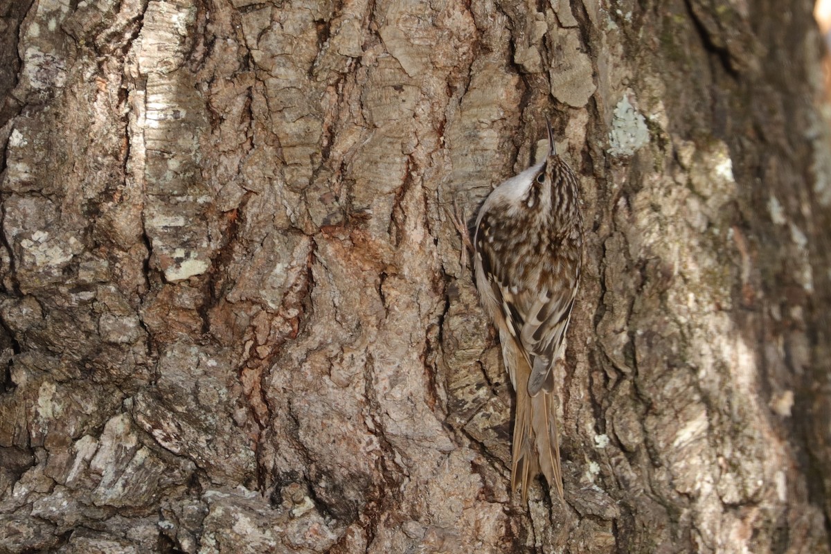 Brown Creeper - ML398208501