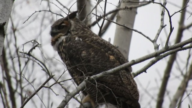 Great Horned Owl - ML398208631