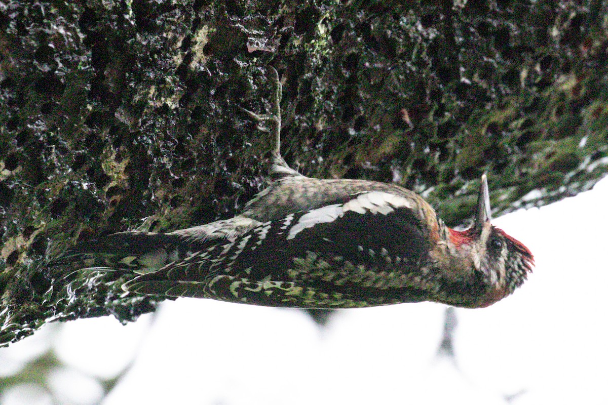 Red-naped Sapsucker - Michael Krall