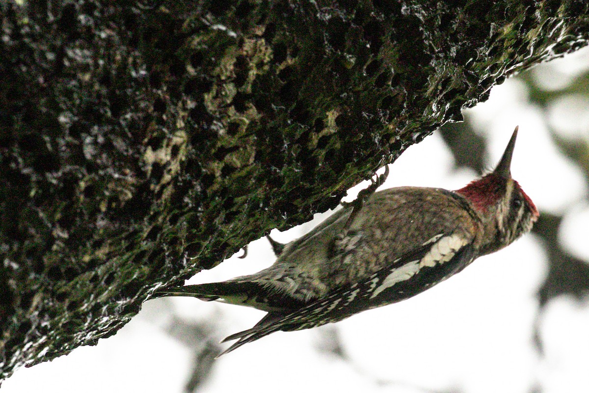 Red-naped Sapsucker - Michael Krall