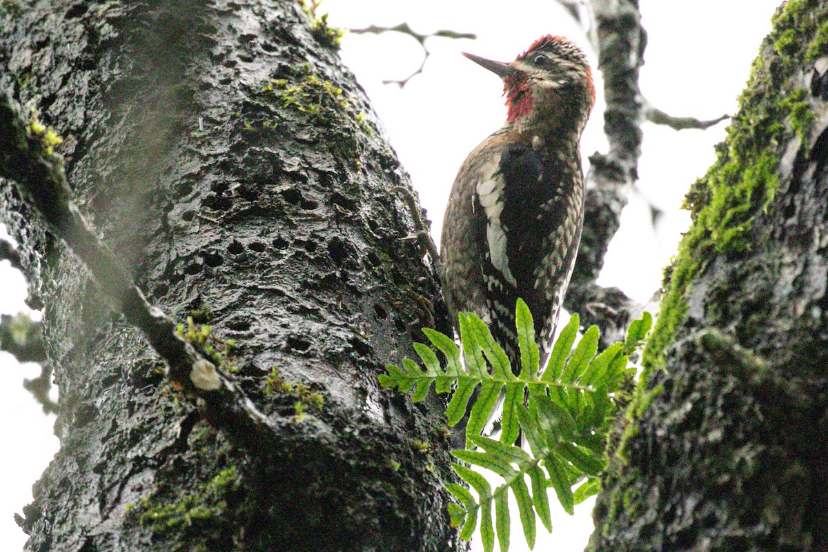 Red-naped Sapsucker - Michael Krall