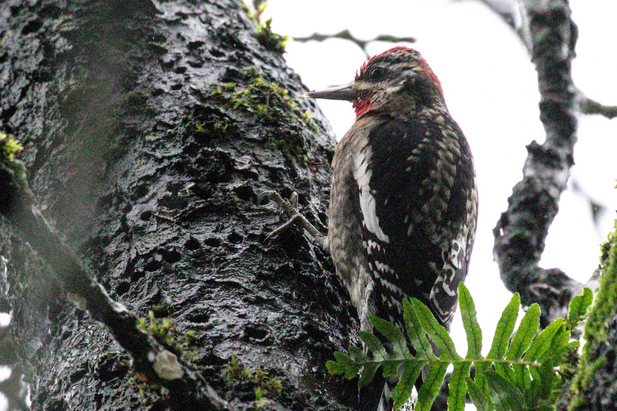 Red-naped Sapsucker - ML398209351