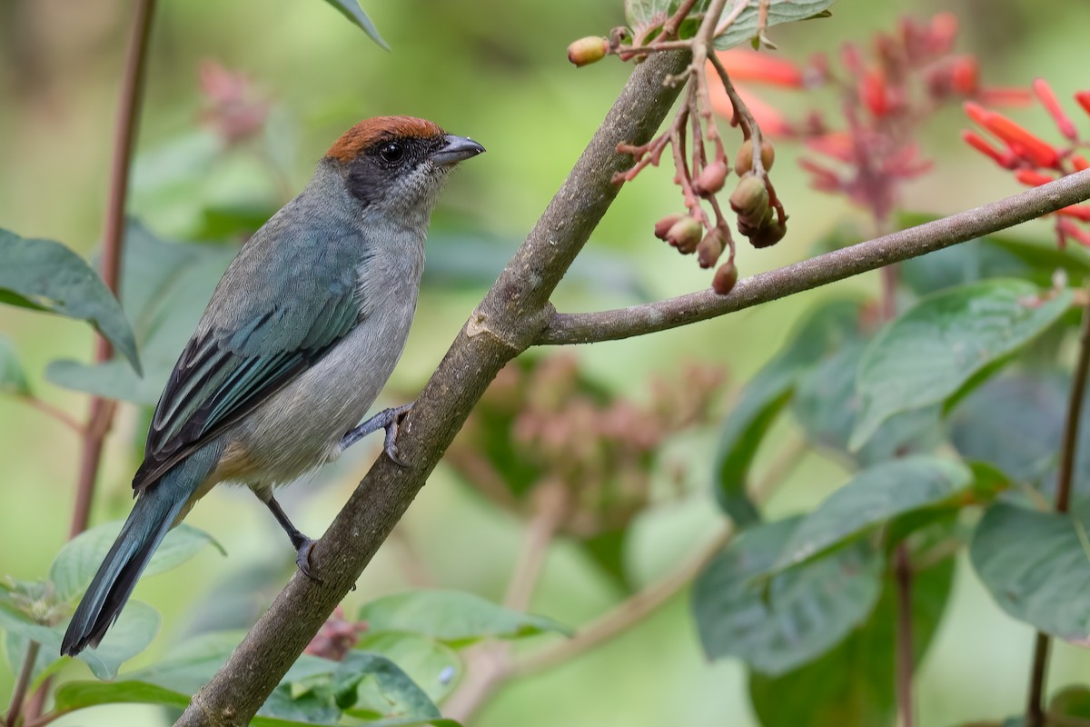 Scrub Tanager - ML398209781