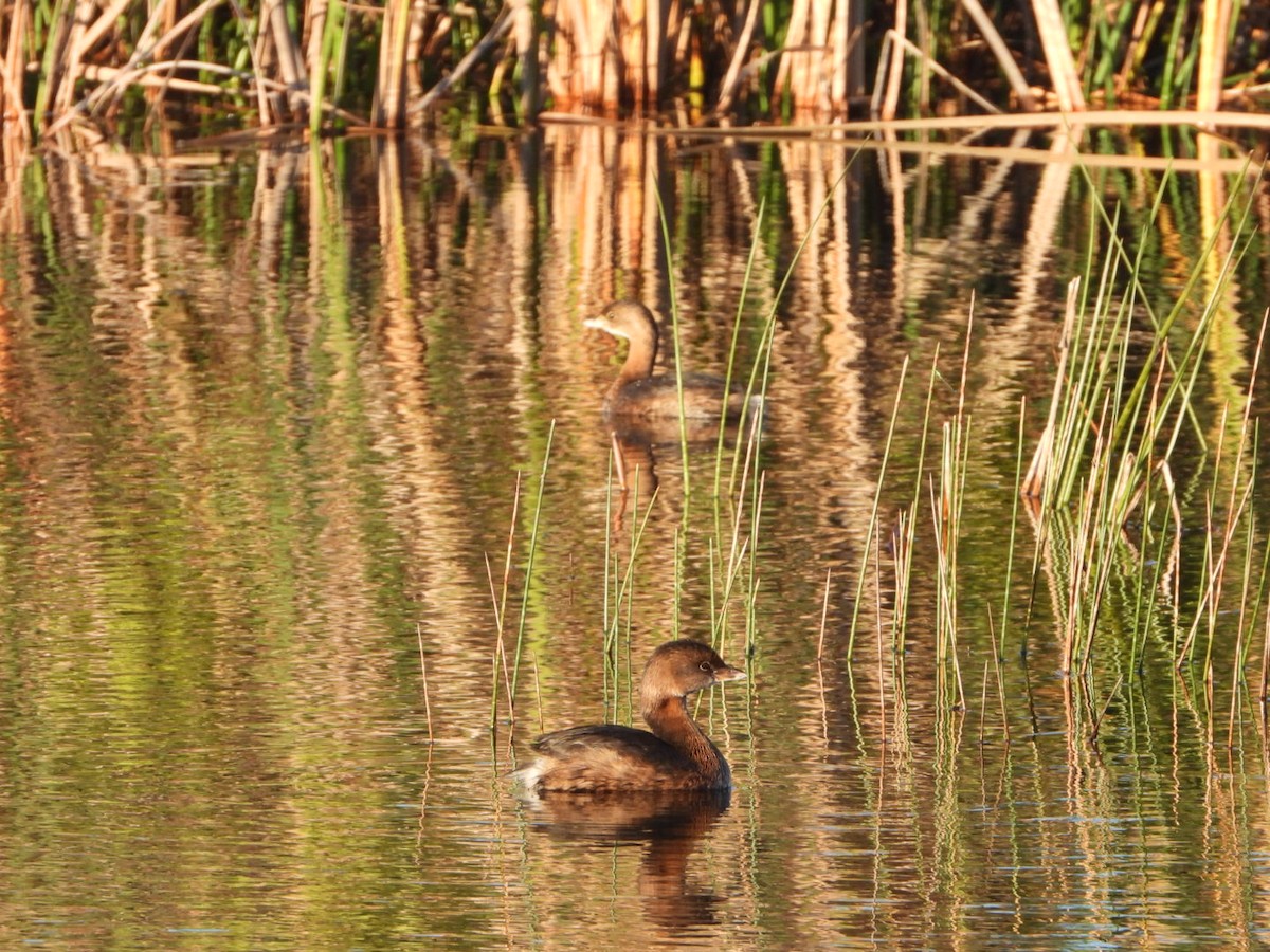 Pied-billed Grebe - ML398211451