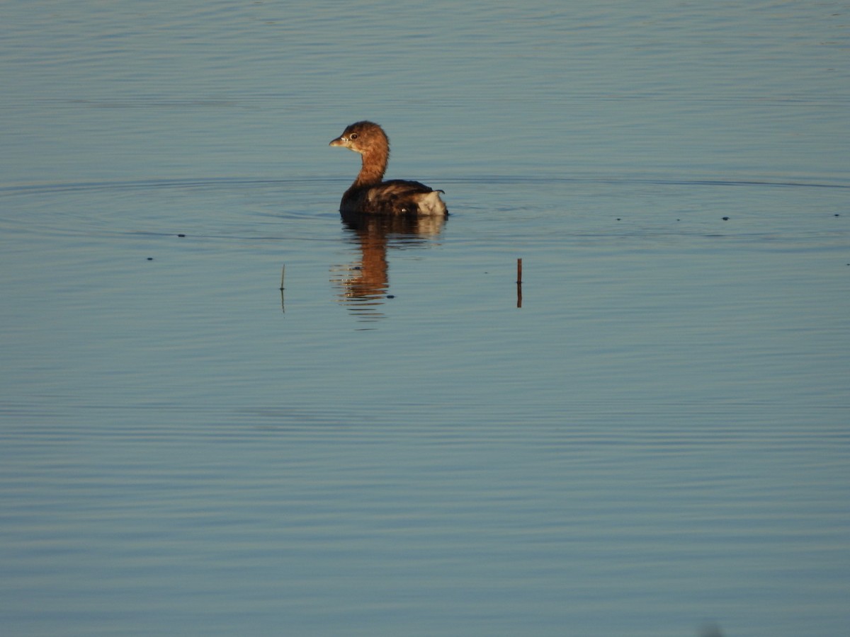 Pied-billed Grebe - ML398212341