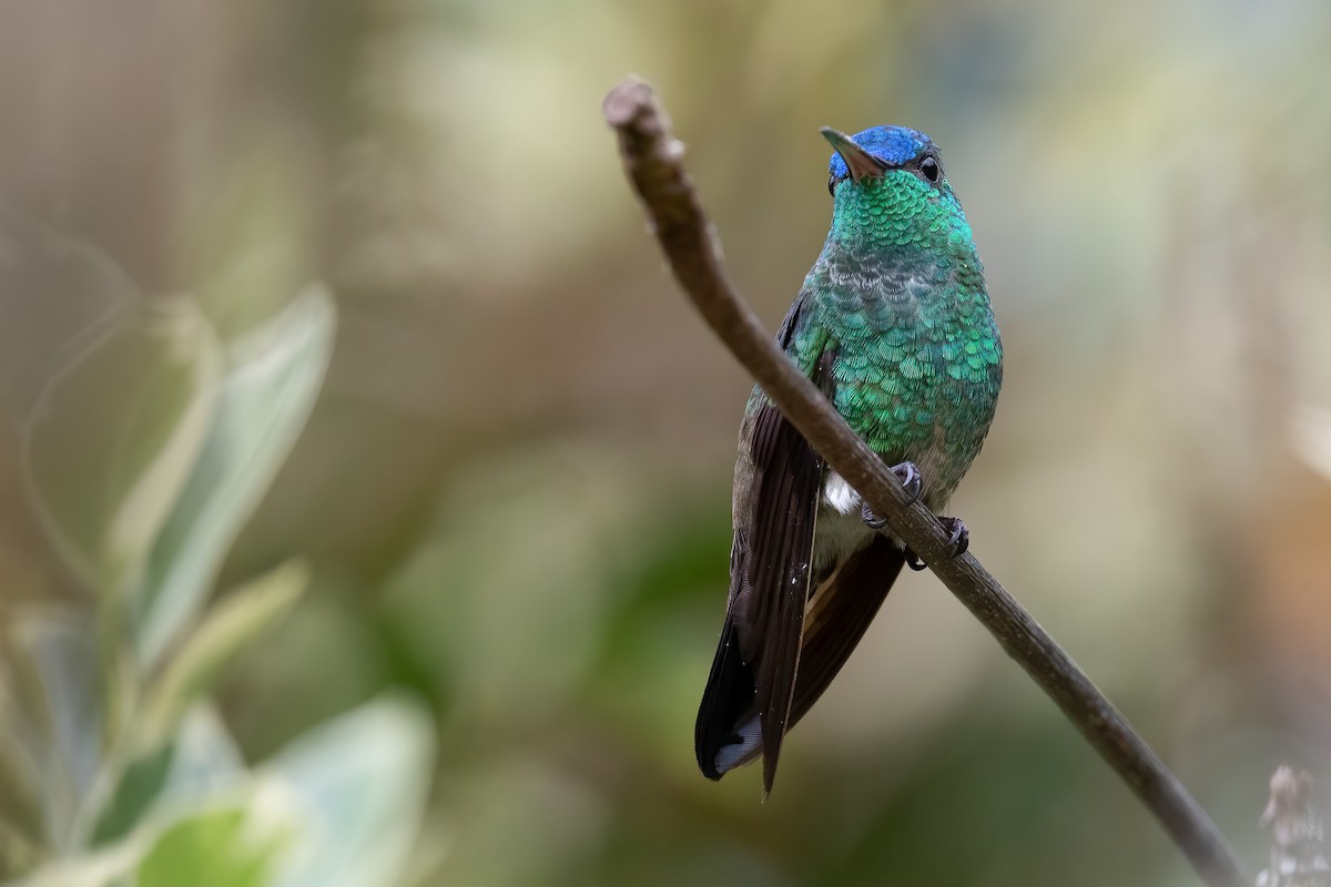 Indigo-capped Hummingbird - ML398212661