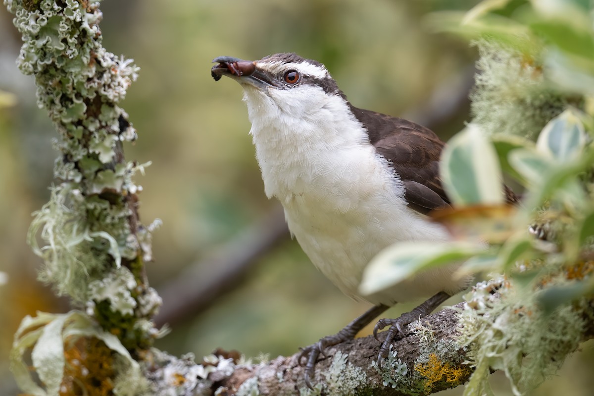 Bicolored Wren - Ben  Lucking