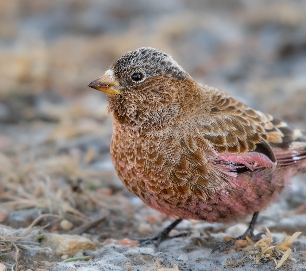 Brown-capped Rosy-Finch - ML398215231