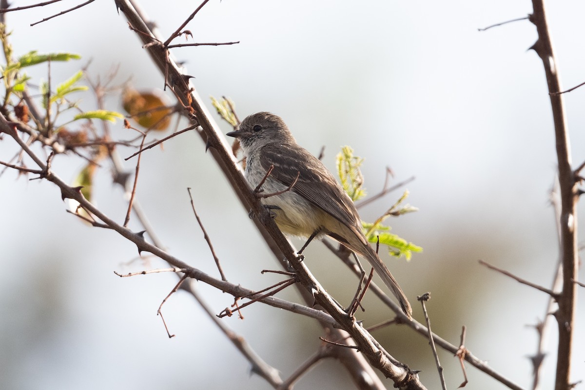 Southern Scrub-Flycatcher - John C. Mittermeier