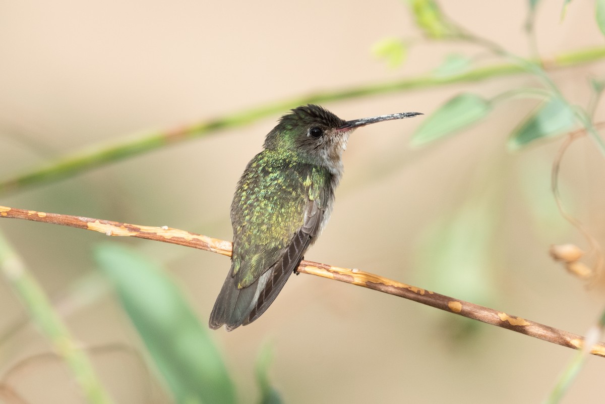 White-bellied Hummingbird - ML398216091