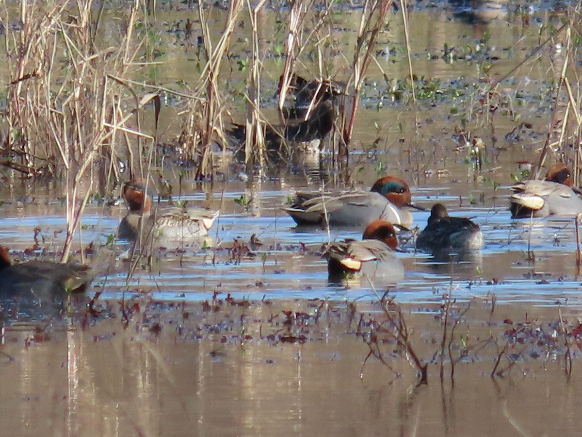 Green-winged Teal - ML398216841
